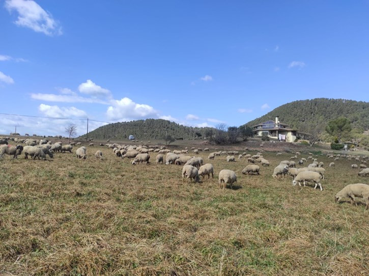 Rebaño ovino pastando (Foto Unión de Uniones)