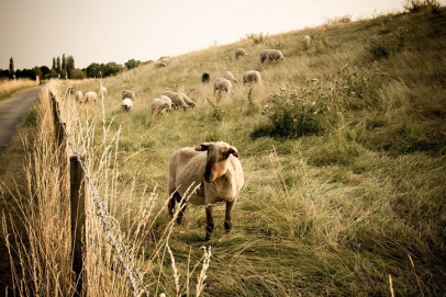 Rebaño de ovejas en extensivo (Foto Unión de Uniones)
