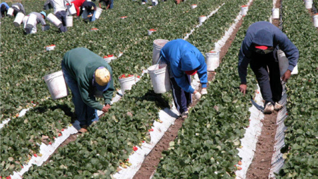 Trabajadores del campo (Foto CCOO)