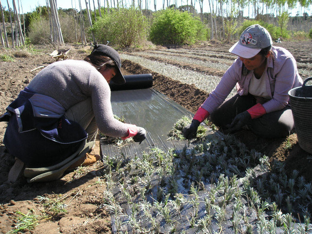 Mujeres trabajando en un vivero de pimientos (Foto Magrama)