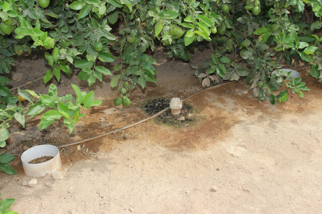 Sistema de riego localizado superficial cítricos Imida (Foto CARM).JPG