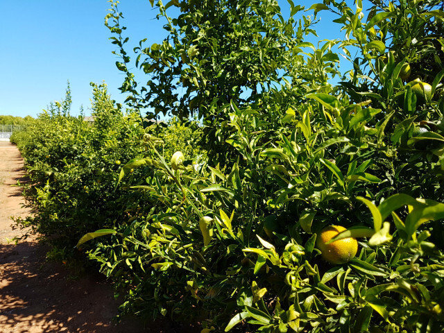 Limoneros (Foto Generalitat Valenciana).jpg