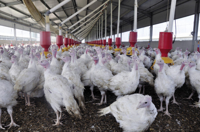 Granja de pavos (Foto Procavi Selecciones Agrícolas) Archivo