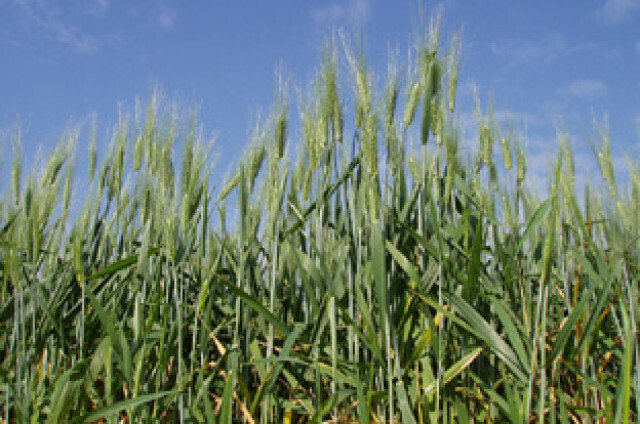 Campo de trigo (Foto Junta de Andalucía)