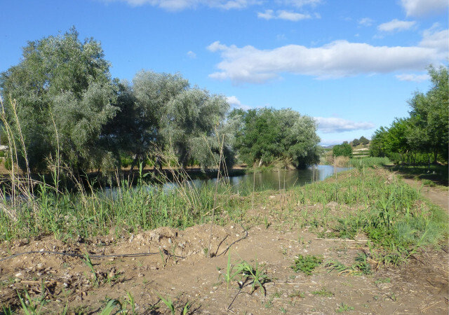 Bosque de Ribera (Foto CARM)