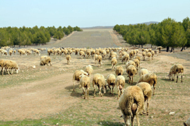 Pastoreo Ganado Ovino (Foto Junta de Andalucía).jpg