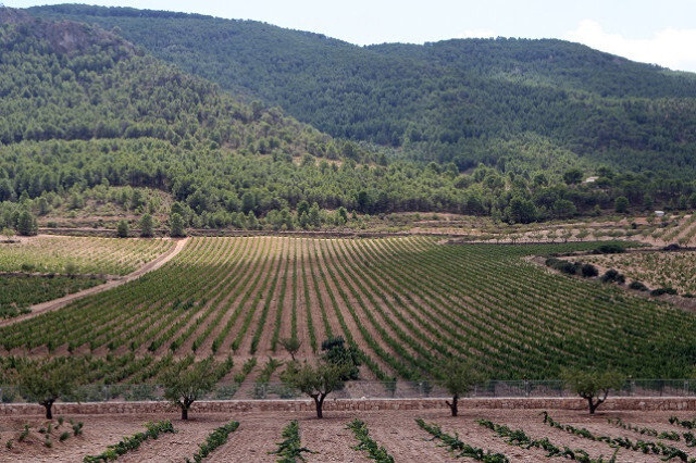 Campo de Cultivo (Foto Generalitat Valenciana) Archivo