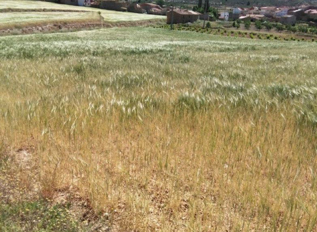 Campo baldío sequía (Foto La Unió COAG)