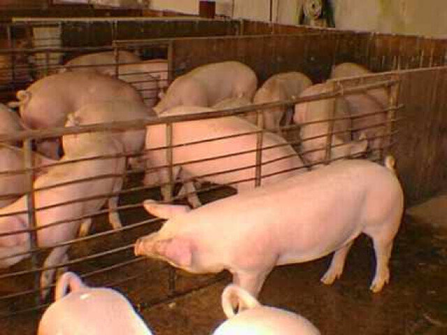 Granja porcina (Foto Colegio de Veterinarios de Murcia). Archivo