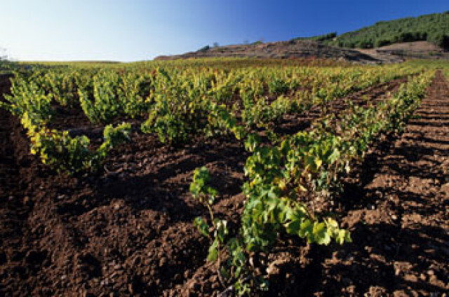 Viñedos La Rioja (Foto Intef) Archivo