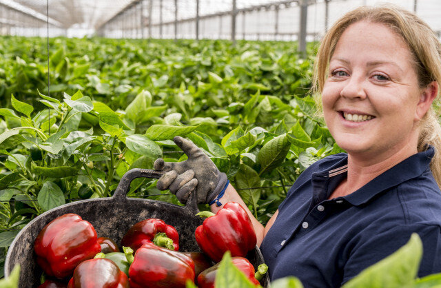 Mujer en un cultivo de pimiento de invernadero (Foto Proexport)