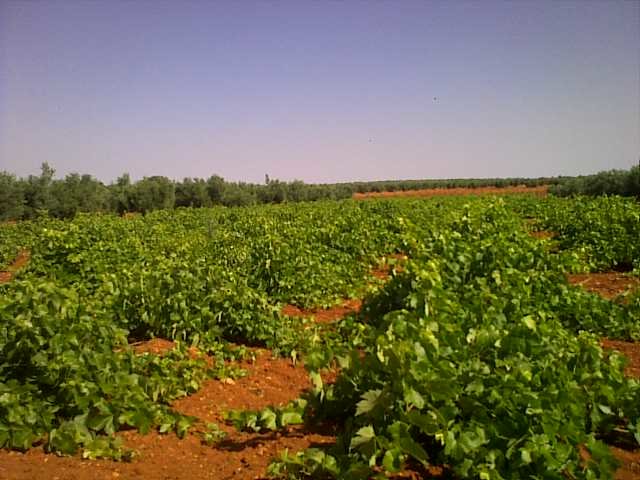 Viñedo en Ciudad Real (Foto Asaja)