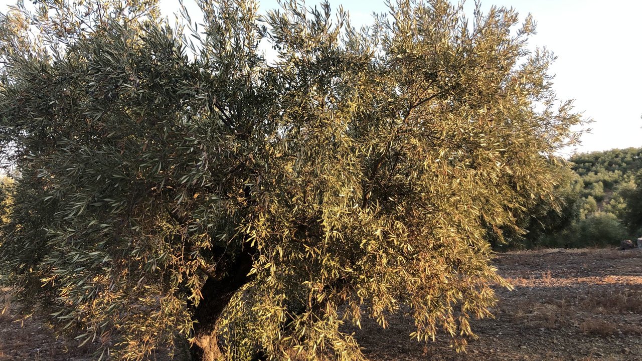 Olivos (Foto Asaja Córdoba)