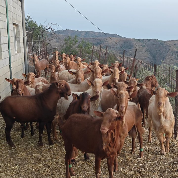 Explotación ganadera de caprino (Foto COAG Málaga)