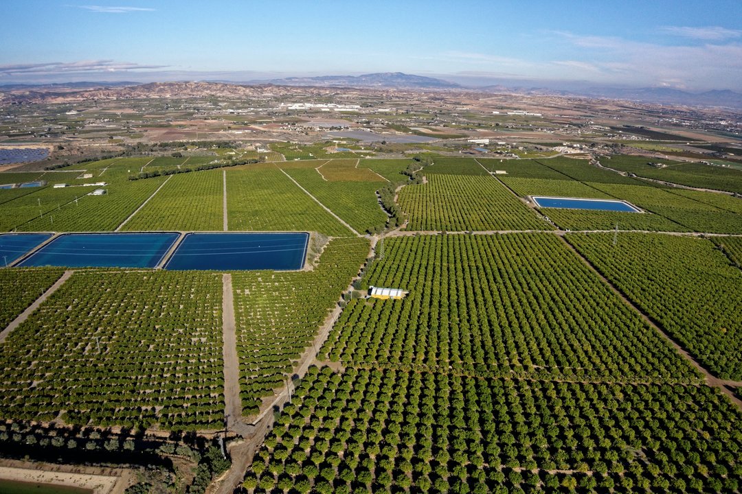 Cultivo de cítricos en la Región de Murcia (Foto Ailimpo)