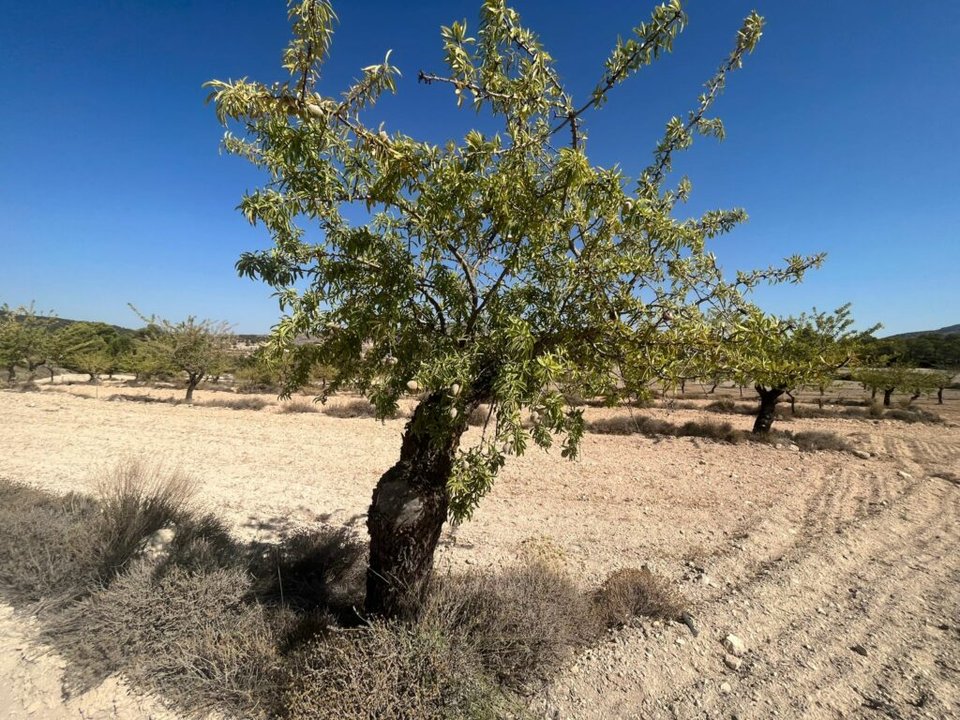 Almendros Los Vélez Verano 2024 (Foto COAG Almería)