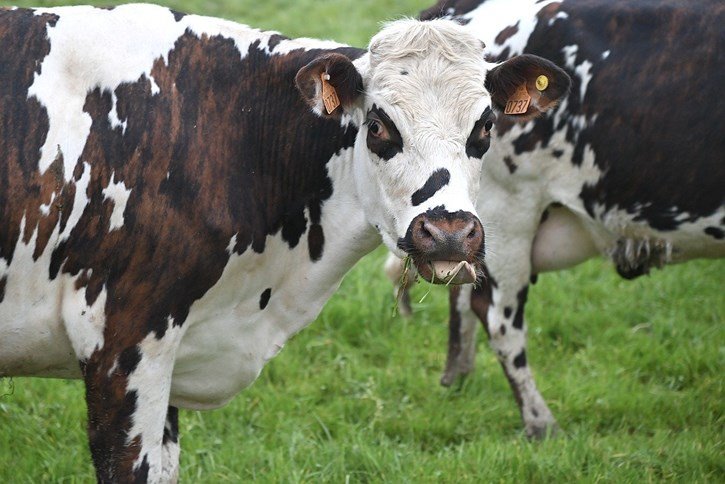 Vacuno de Leche (Foto Unión de Uniones UdU)