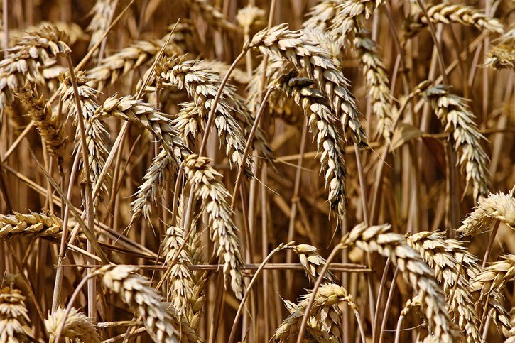 Cereales detalle (Foto Unión de Campesinos de Castilla y León UCCL)