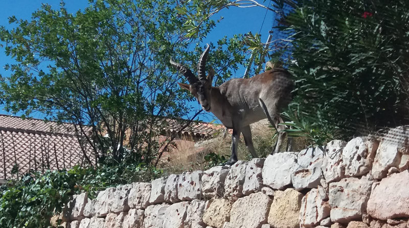 Cabra en una zona agraria del Valle de Ayora (Foto AVA-Asaja)