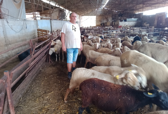 Ganadero afectado por el robo de ovejas Mallén (Foto La Unió)