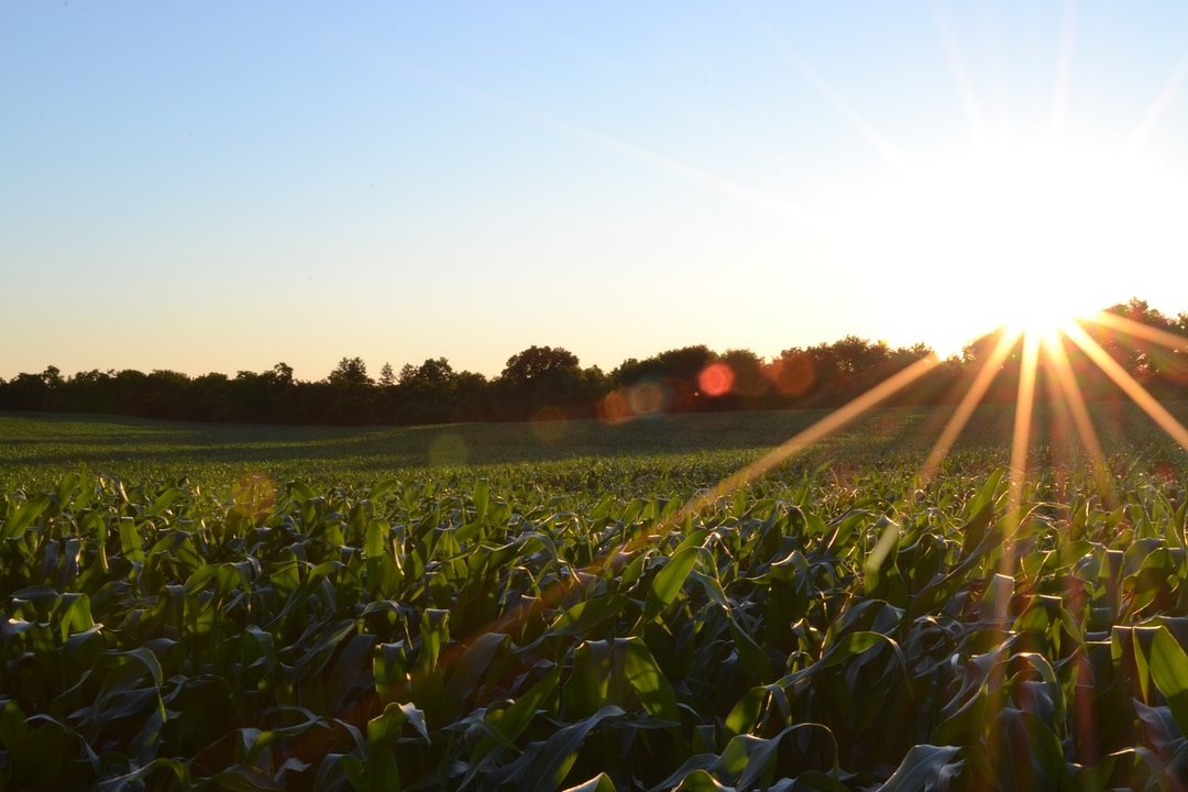 Cultivo al atardecer (Foto MAPA)