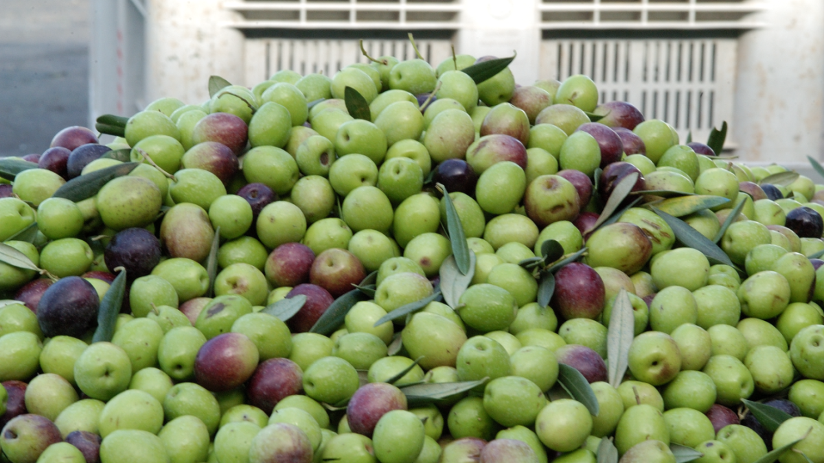 Aceitunas de mesa recién recolectadas (Foto Asemesa)