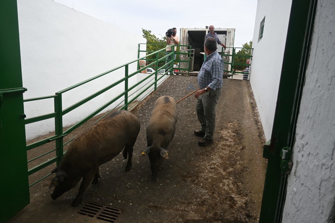 Cerdo entrando en la FIg (Foto Feria del Ganado de Zafra)