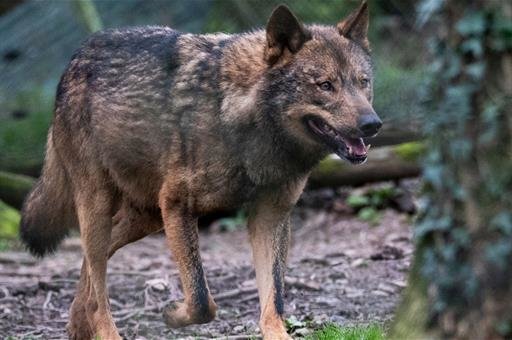 Lobo (Foto La Moncloa_Referencia Consejo de Ministros)