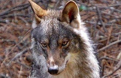 Lobo (Canis lupus signatus) Foto Junta de Andalucía