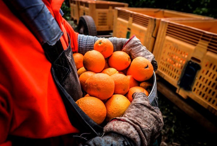 Naranjas recolectadas (Foto La Unió)