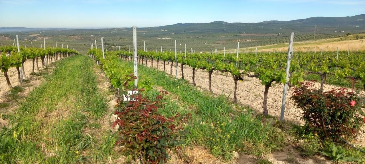 Cubierta vegetal en cultivo leñoso (Foto Ifapa)