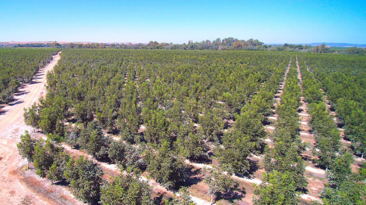 Campo de nogales (Foto Ifema/Fepex)