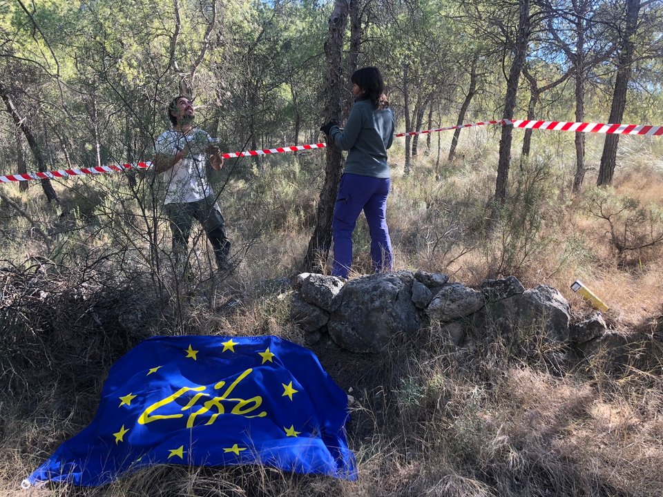 Trabajos del proyecto europeo LIFE Adapt-Aleppo en masas de pino carrasco (Foto CARM)