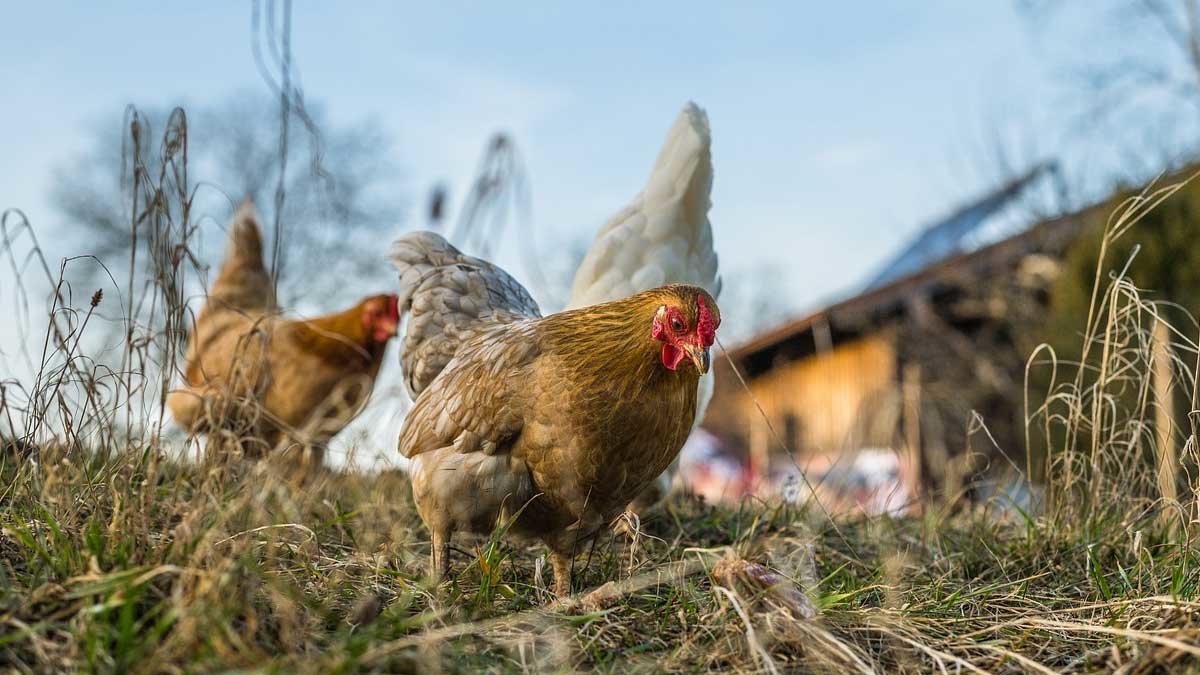 gallinas-camperas