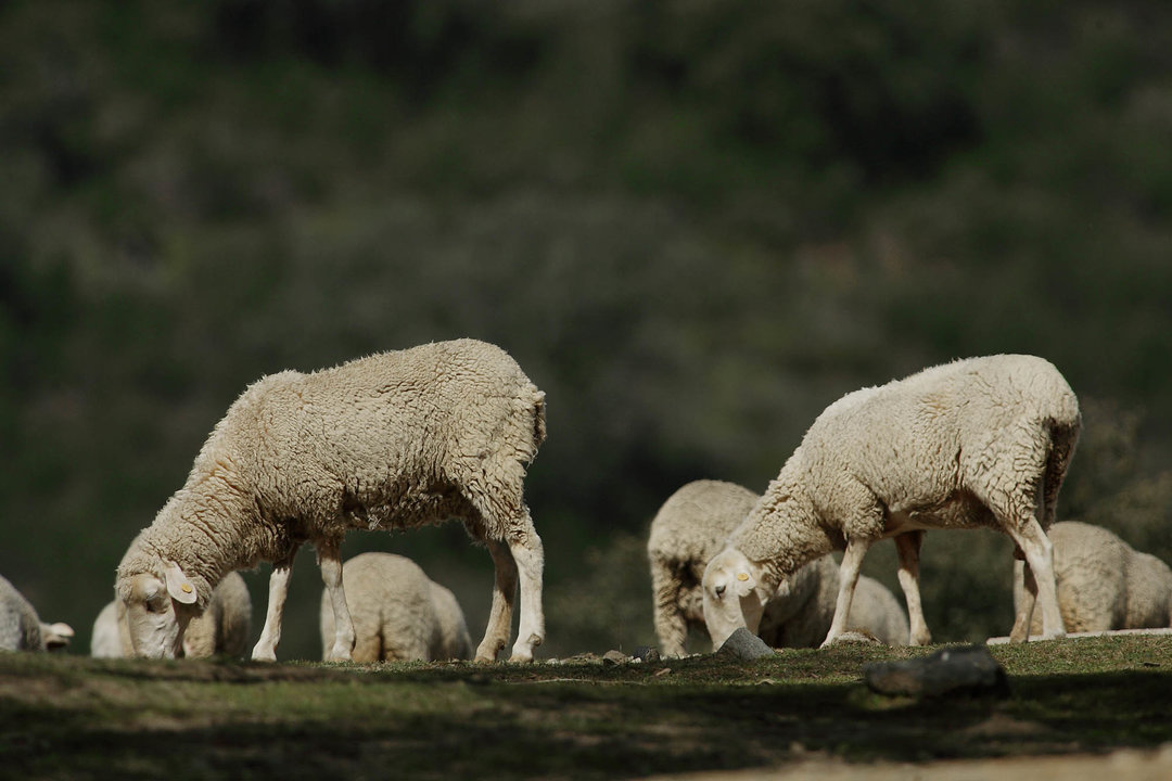 Ganado ovino. Ovejas (Foto Junta de Andalucía)