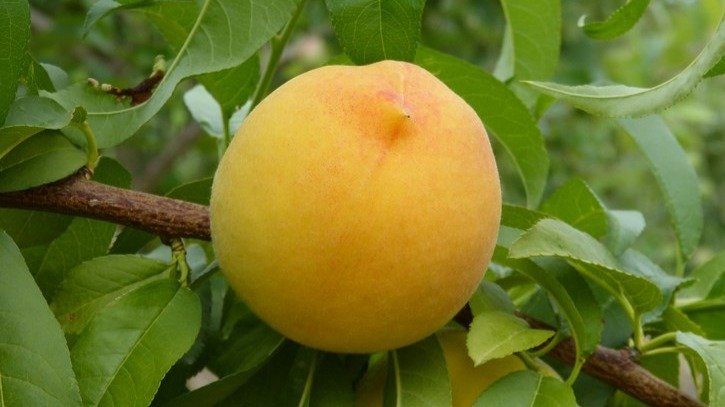 Melocotón en el árbol (Foto Unión de Uniones)