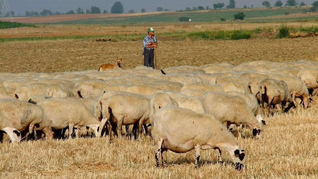 ovejas pastando (Foto de la Asoc Criadores de Ganado Ovino Selecto para Magrama) Archivo