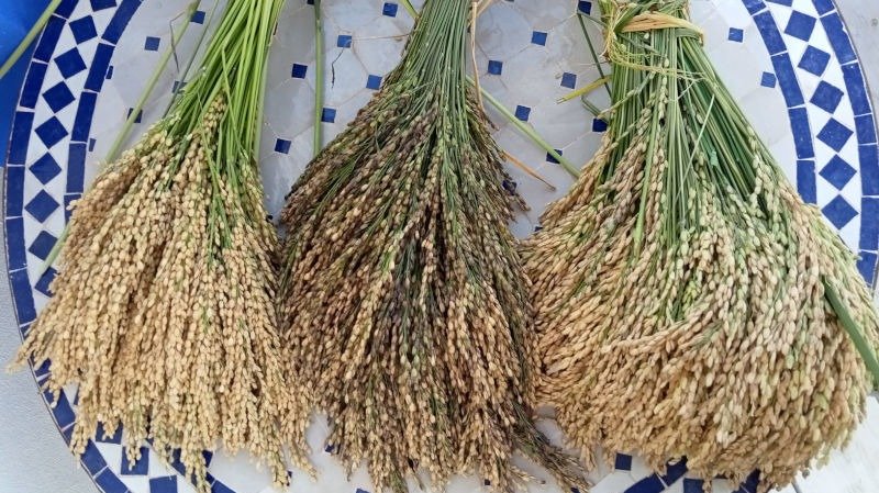 Arroz cultivado en Marjal de Pego-Oliva (Foto Asaja Alicante)