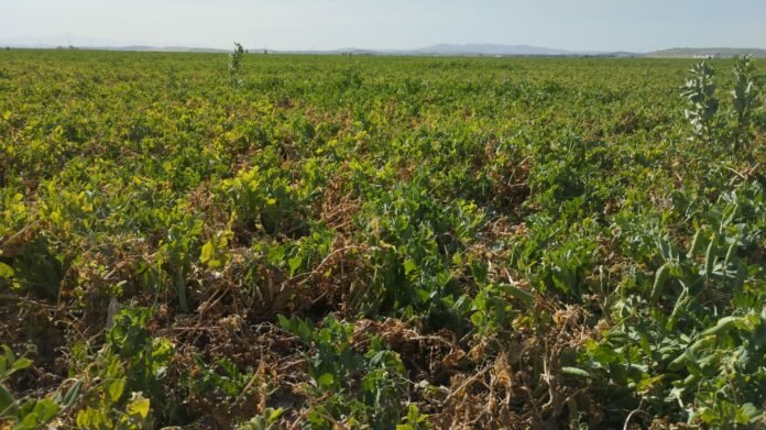 Guisantes en Lebrija afectados por la sequía (Foto COAG Andalucía)