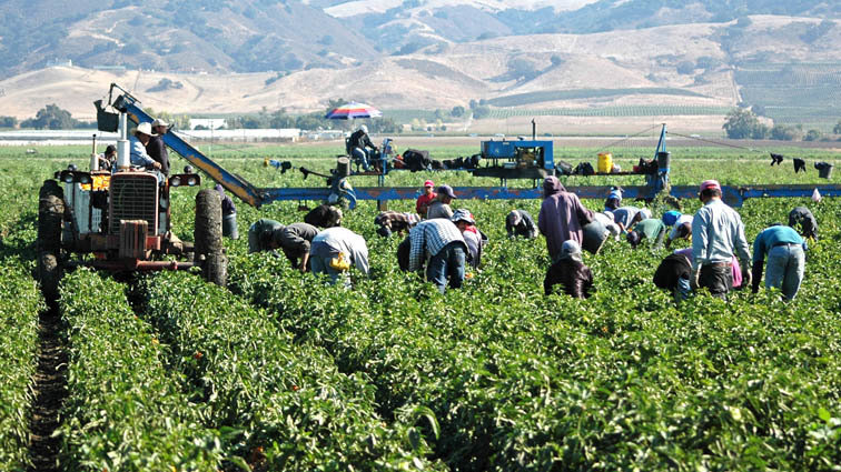 Trabajadores en una finca agrícola (Foto UGT-FICA)