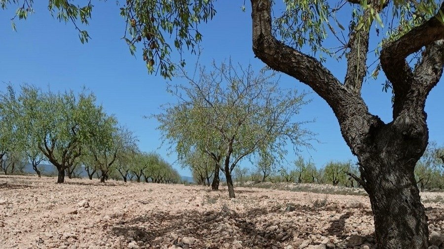 Almendros afectados por la sequía (Foto AVA Asaja)