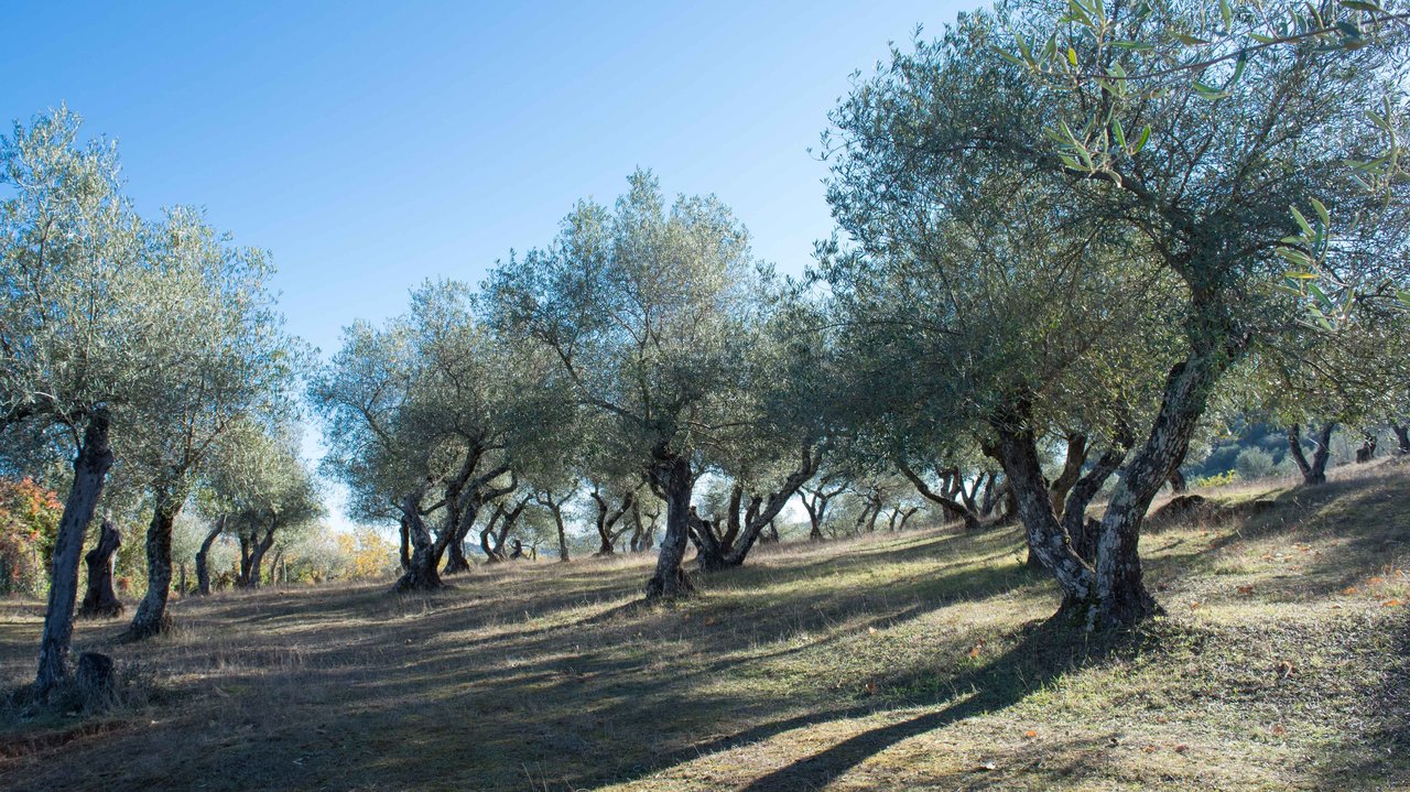 Olivar tradicional (Foto MAPA)