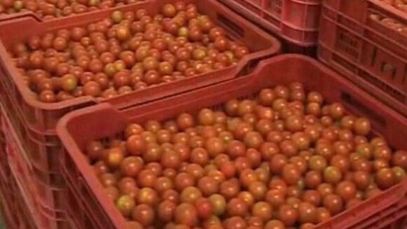 Tomates en cajas (Foto Magrama)