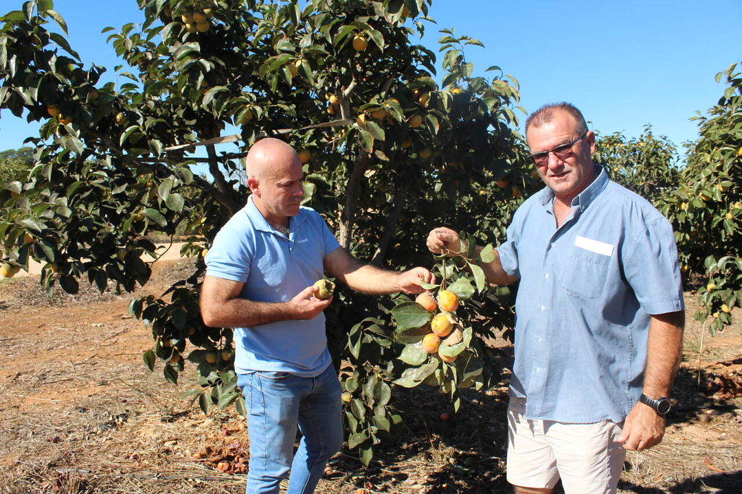 Peris y Madramany en una plantación de caquis (Foto La Unió)