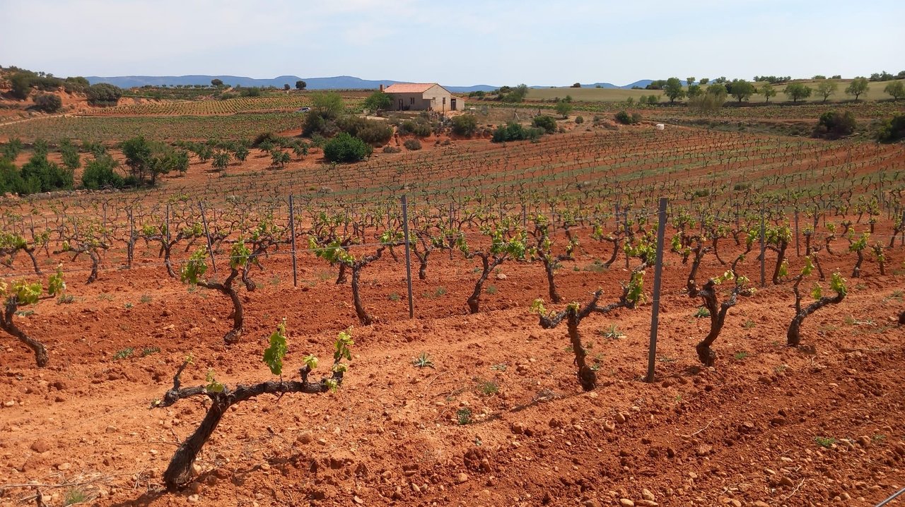 Viñas de la comarca Utiel-Requena (Foto La Unió) Archivo