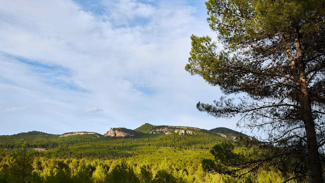 Masa forestal de pino carrasco en la Sierra de El Carche (Foto CARM)