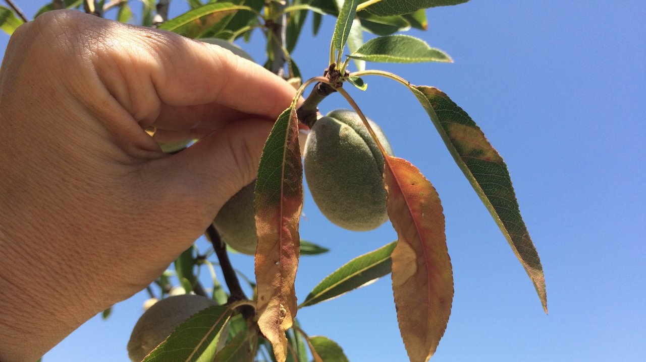 Parcela de almendros afectada por Xylella Fastidiosa (Foto Generalitat valenciana)