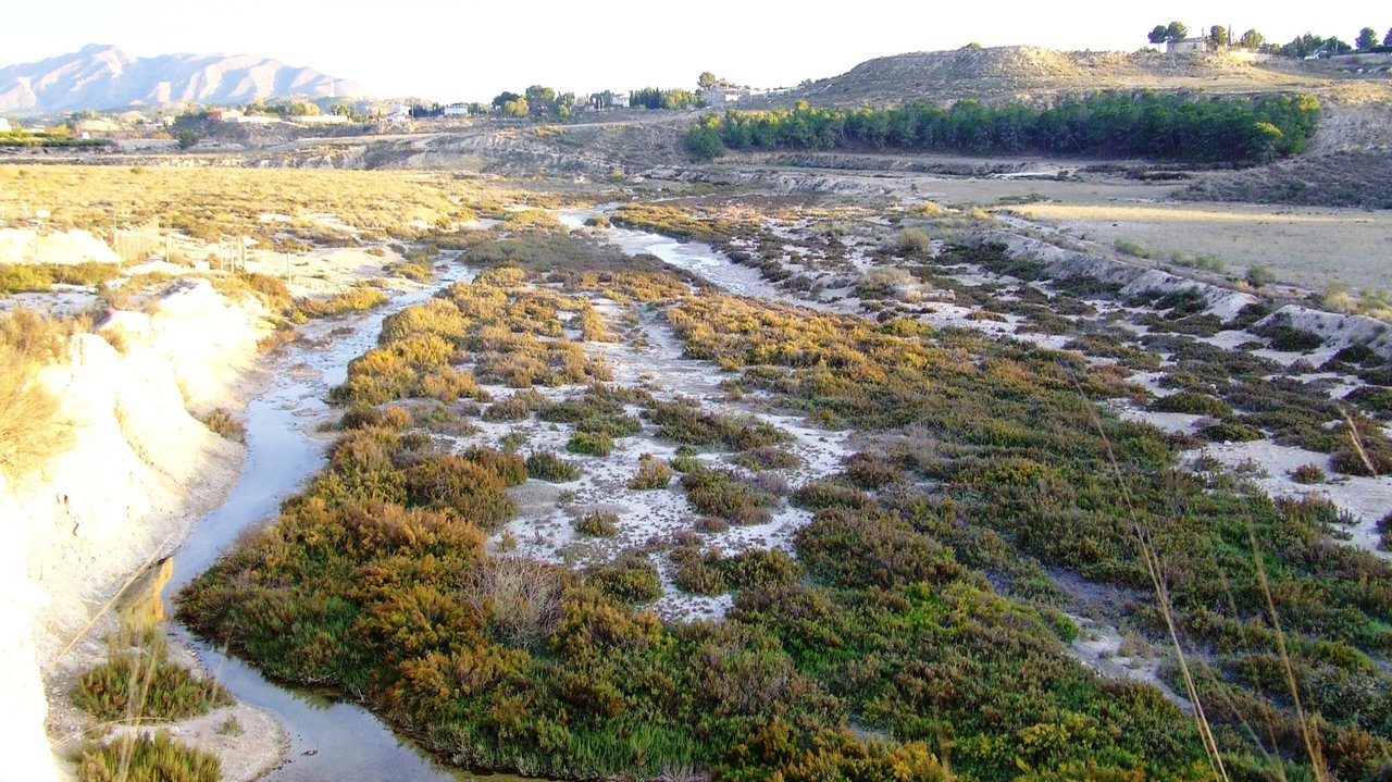 Flora invasora en la zona del Paisaje Protegido del Ajauque y Rambla Salada (Foto CARM)