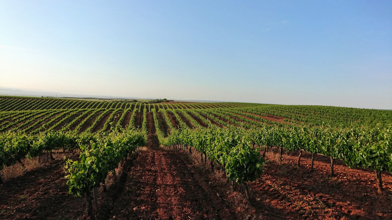 Viñedos Cariñena (Foto MAPA)