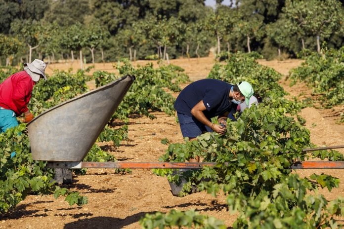 Vendimia 2020 (Foto ICRDO La-Mancha)